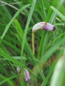 ナンバンギセル