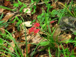 危険なツタウルシ