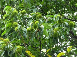 クリノキ見つけました