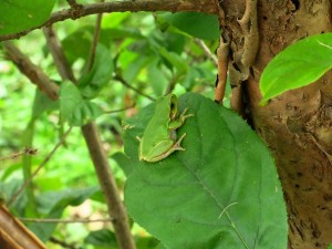 カエル見つけました
