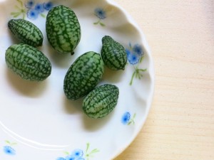 スイカ柄の豆きゅうり