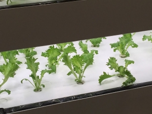 野菜がすくすく