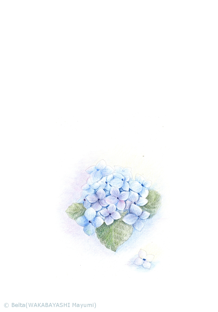 2013_06_12_hydrangea_01_s